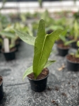 Anthurium longissimilobum - M