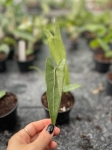 Anthurium longissimilobum - M