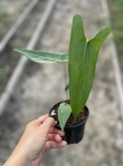 Anthurium longissimilobum - M