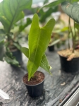 Anthurium longissimilobum - M