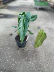 Philodendron Esmeralda Spirit