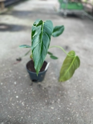 Philodendron Esmeralda Spirit