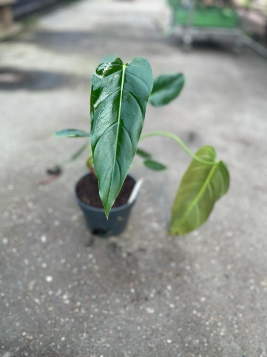 Philodendron Esmeralda Spirit