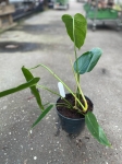Philodendron Esmeralda Spirit