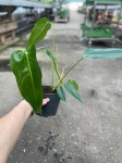 Philodendron Esmeralda Spirit