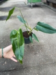 Philodendron Esmeralda Spirit