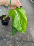 Philodendron morning Sun