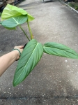 Philodendron morning Sun