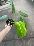 Philodendron morning Sun