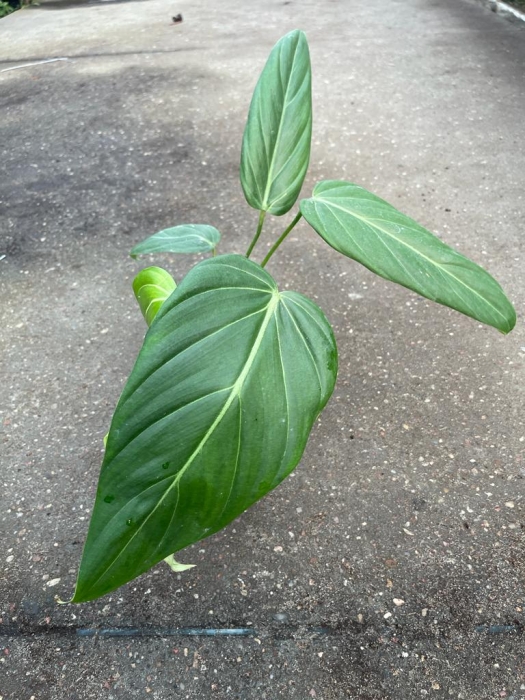 Philodendron morning Sun