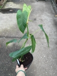 Philodendron sharoniae Mosquera - L