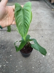Philodendron sharoniae Mosquera - L