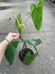 Philodendron sharoniae Mosquera - L