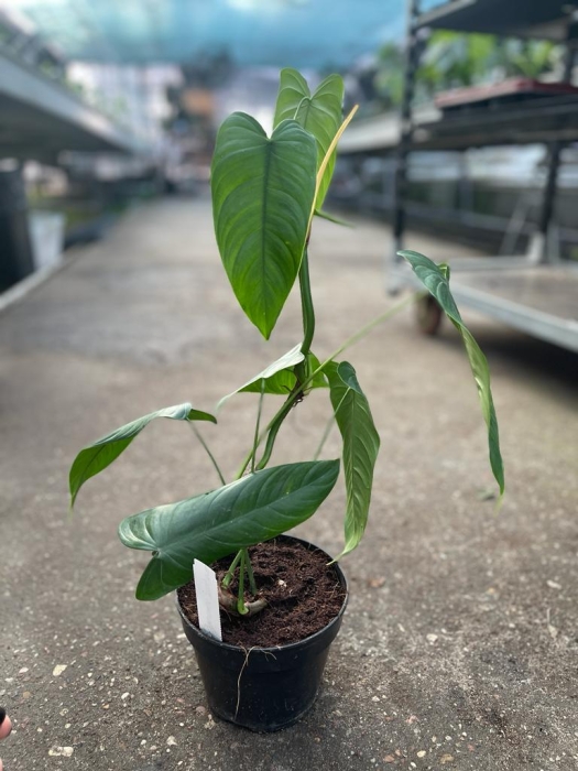 Philodendron sharoniae Mosquera - L