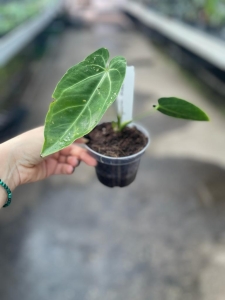 Anthurium Ecuagenera Princess