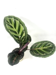  Calathea roseopicta 'Illustris' M