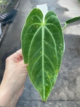 Anthurium Ecuagenera Princess