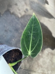 Anthurium Ecuagenera Princess