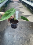 Anthurium Ecuagenera Princess