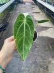 Anthurium Ecuagenera Princess