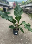 Anthurium Plowmanii - XL - 2 gatunek