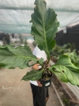 Anthurium Plowmanii - XL - 2 gatunek