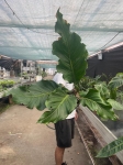 Anthurium Plowmanii - XL - 2 gatunek