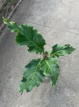 Anthurium Plowmanii - XL - 2 gatunek