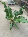 Anthurium Plowmanii - XL - 2 gatunek