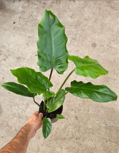 Philodendron pinnatilobym x giganteum - L