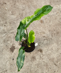 Philodendron pinnatilobym x giganteum - L