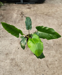 Philodendron pinnatilobym x giganteum - L