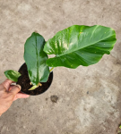 Philodendron pinnatilobym x giganteum - M