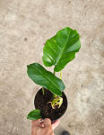 Philodendron pinnatilobym x giganteum - M