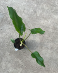 Philodendron pinnatilobym x giganteum - M