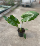 Philodendron pinnatilobym x giganteum - M