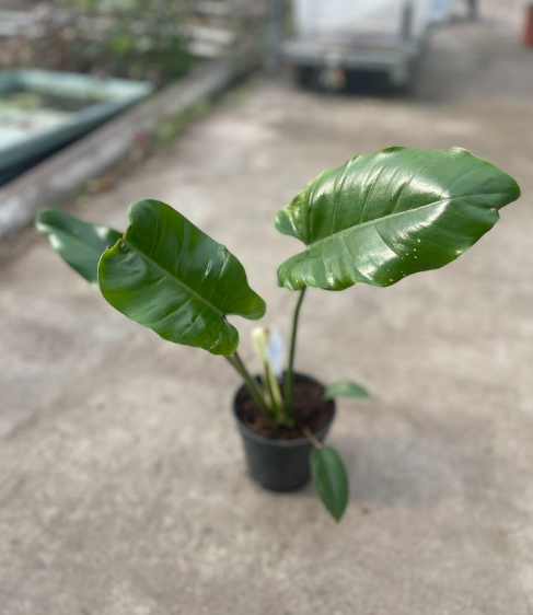 Philodendron pinnatilobym x giganteum - M