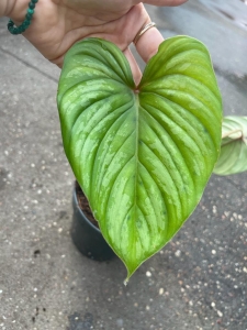 Philodendron plowmanii x sodiroi cf 