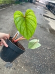 Philodendron plowmanii x sodiroi cf