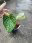 Philodendron plowmanii x sodiroi cf