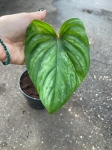 Philodendron plowmanii x sodiroi cf