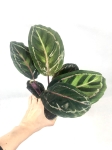  Calathea roseopicta 'Illustris' M