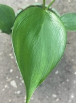 Philodendron microsticum - S