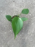 Philodendron microsticum - S