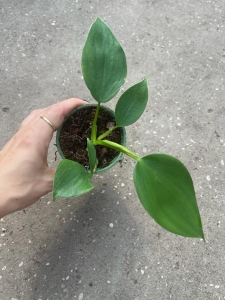 Philodendron microstictum - S