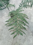 Dicksonia antarctica - XL