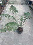 Dicksonia antarctica - XL