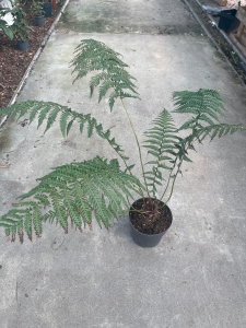 Dicksonia antarctica - XL