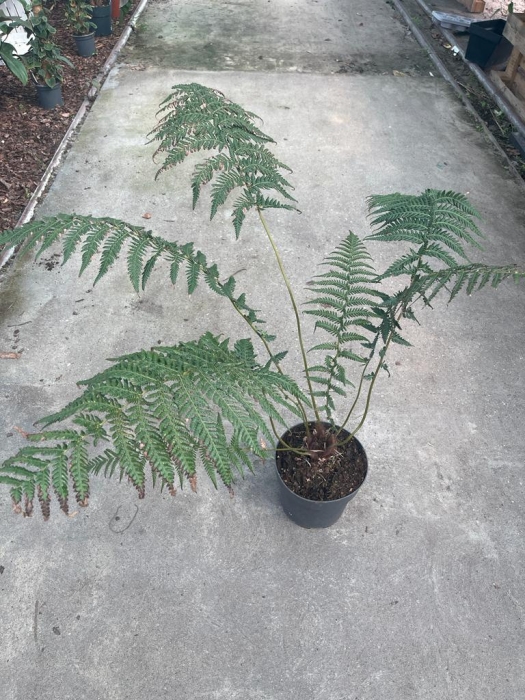 Dicksonia antarctica - XL