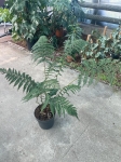 Dicksonia antarctica - XL